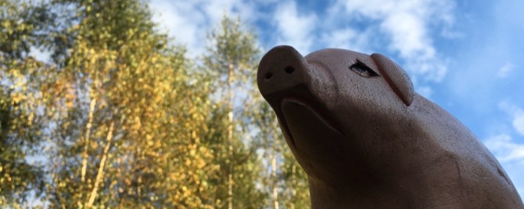 Rebell Titelschwein 951.jpg